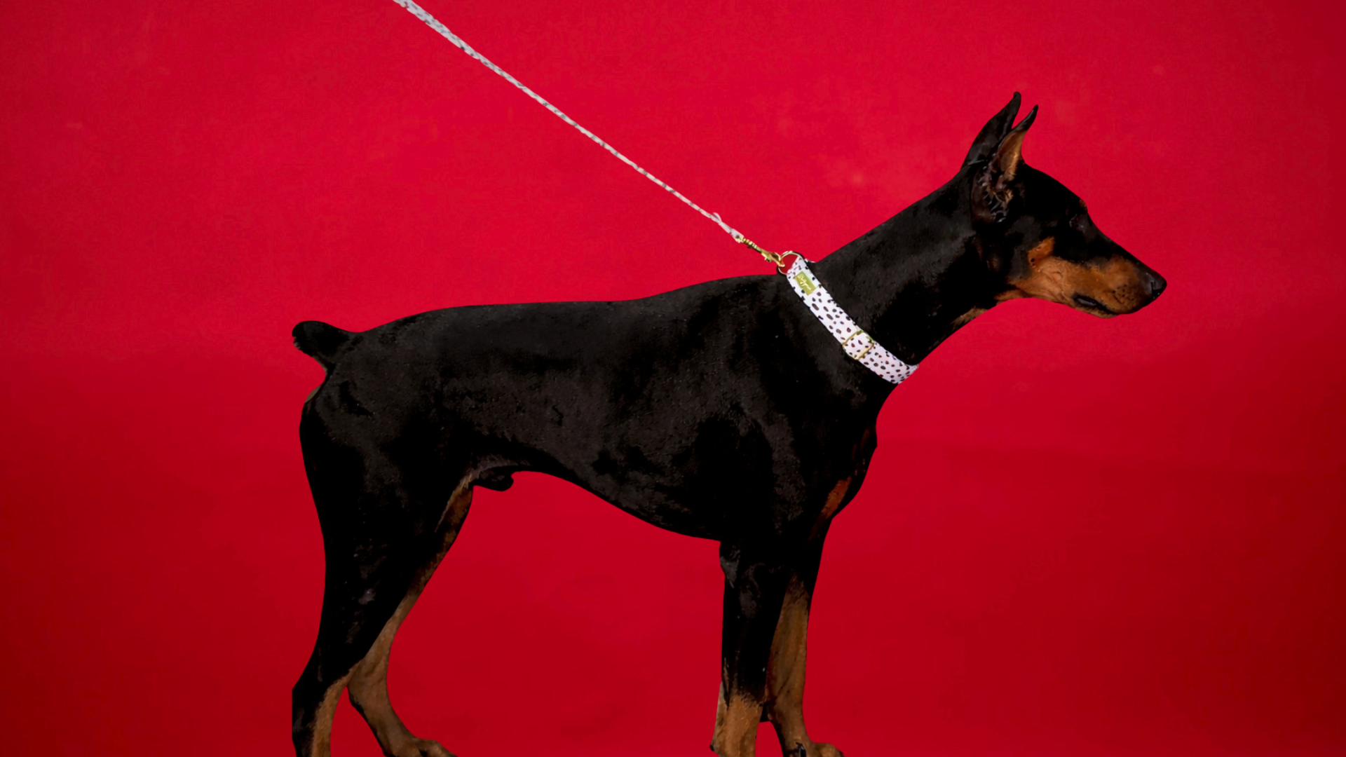 Dalma Bold | Collar, Leash & White Jade crystal set (exclusive)