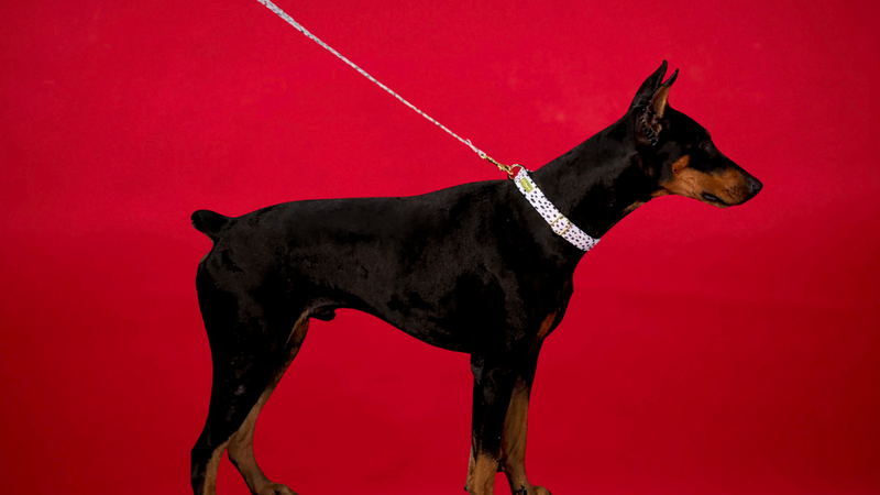 Dalma Bold | Collar, Leash & White Jade crystal set (exclusive)