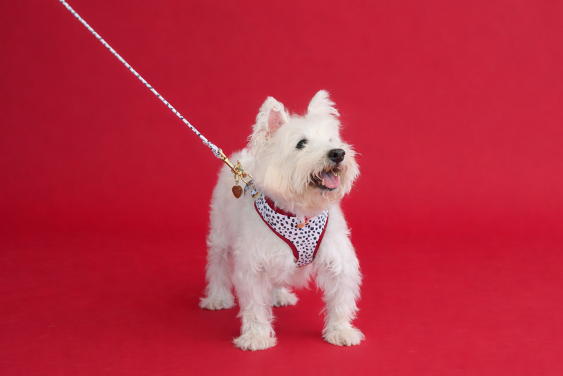 Dalma Bold | Harness, Leash & Red Rainbow Stone crystal set (exclusive)