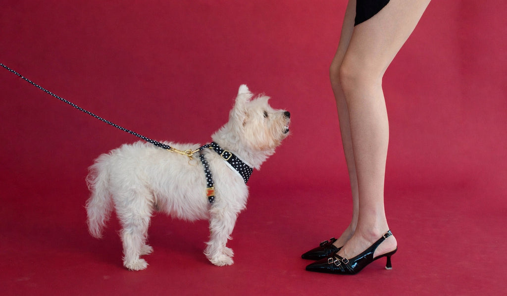 Quiet Polka | Leash & Red Rainbow Stone crystal