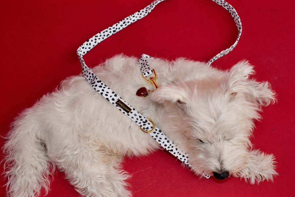 Dalma Bold | Collar, Leash & Red Rainbow Stone set (exclusive)