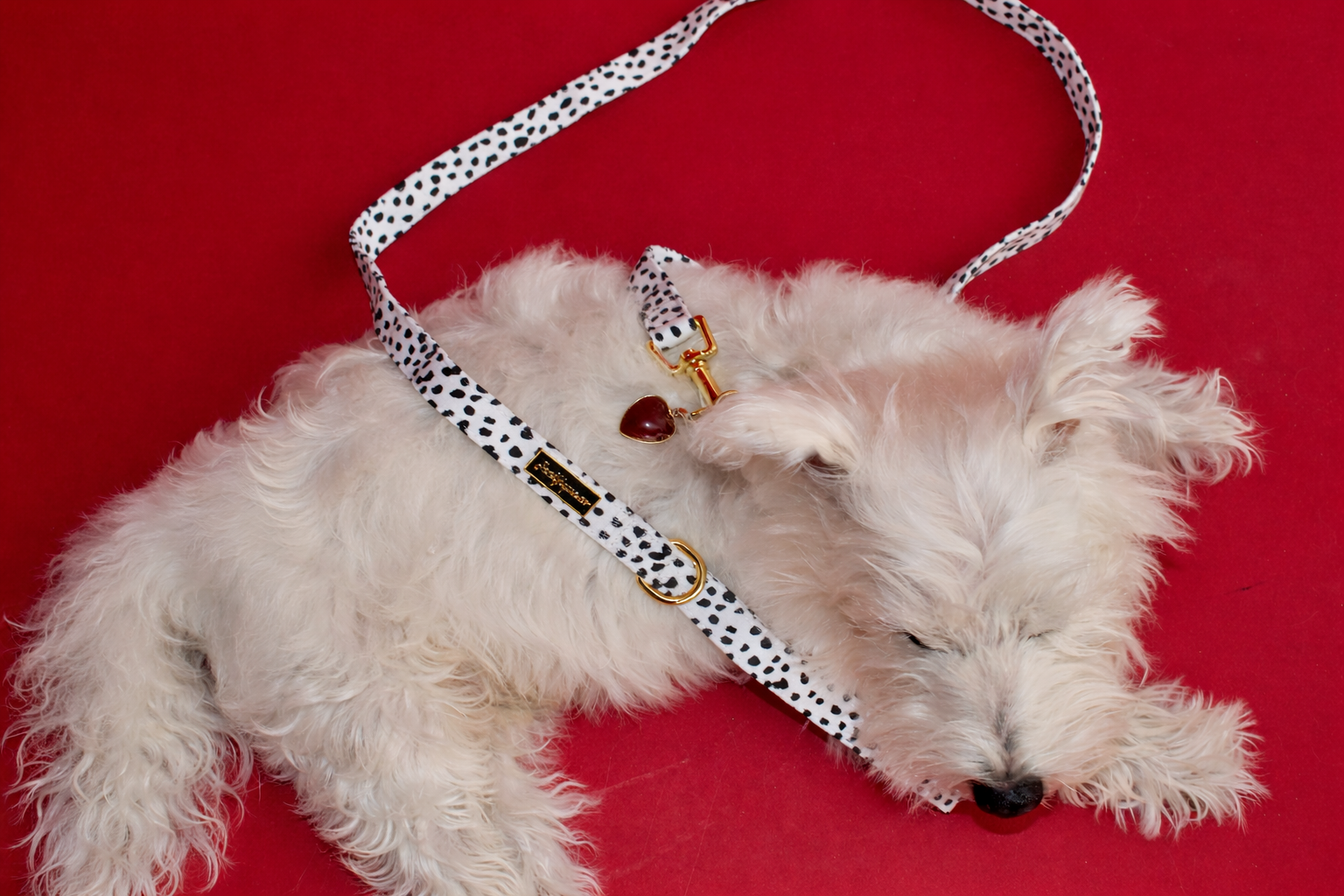 Dalma Bold | Collar, Leash & Red Rainbow Stone set (exclusive)