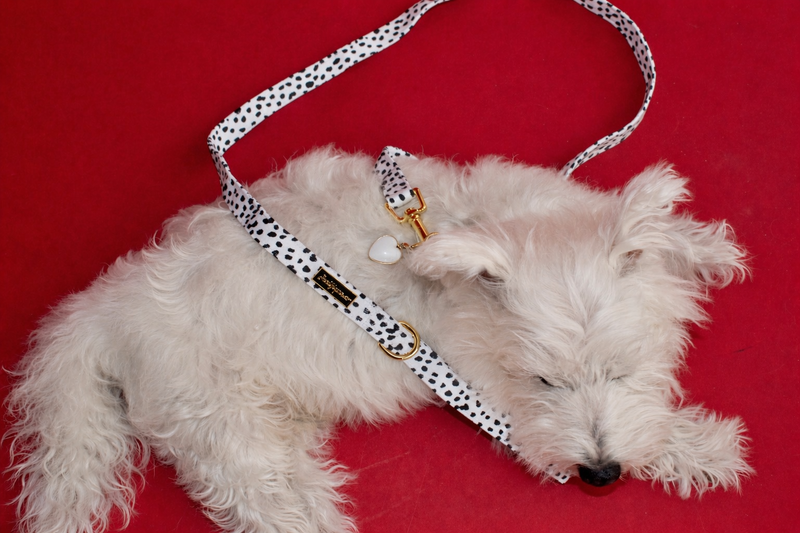Dalma Bold | Collar, Leash & White Jade crystal set (exclusive)