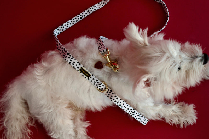 Dalma Bold | Leash & Red Rainbow Stone crystal