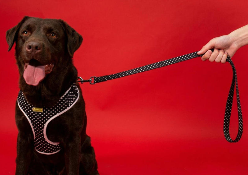 Quiet Polka | Harness, Leash & Red Rainbow Stone crystal set (exclusive)