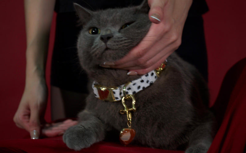 Dalma Bold | Collar, Leash & Red Rainbow Stone set (exclusive)