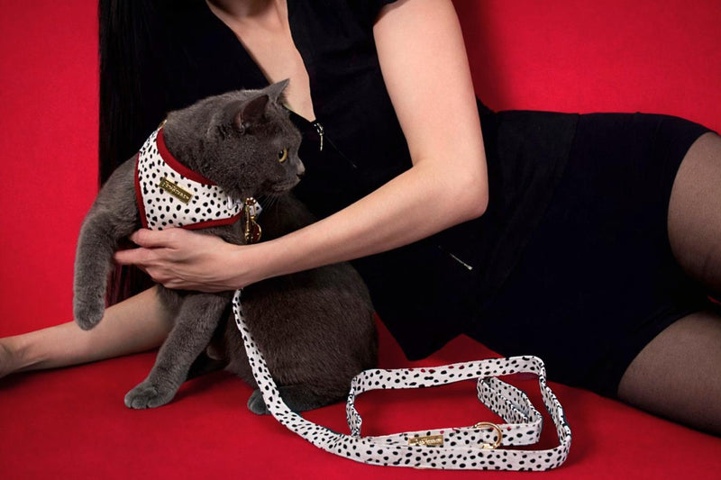 Dalma Bold | Harness, Leash & Red Rainbow Stone crystal set (exclusive)