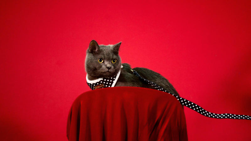 Quiet Polka | Harness, Leash & White Jade crystal set (exclusive)