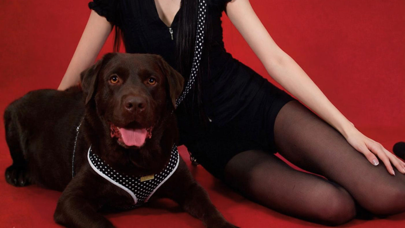 Quiet Polka | Harness, Leash & Red Rainbow Stone crystal set (exclusive)