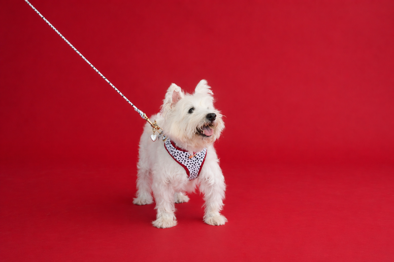 Dalma Bold | Harness, Leash & White Jade crystal set (exclusive)