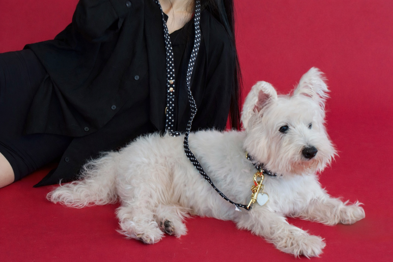 Quiet Polka | Collar, leash & White Jade crystal set (exclusive)